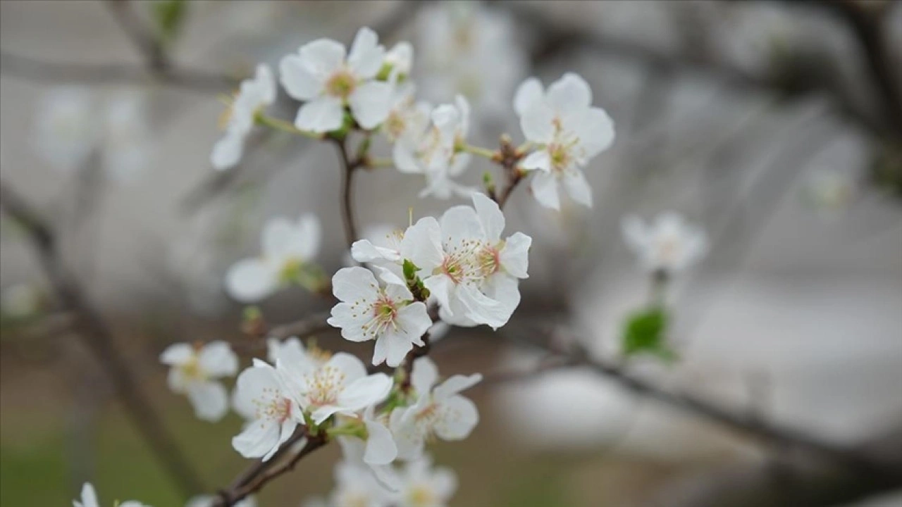 Mersin'de serada yetiştirilen erik ağa&ccedil;ları &ccedil;i&ccedil;eklendi