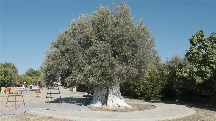 Mersin'de 1300 yıllık anıt ağaçta yetişen zeytinler toplandı