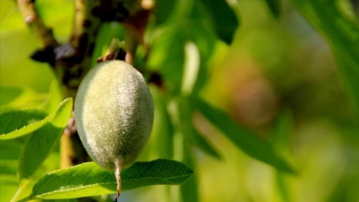 Mersin'de çağla hasadına başlandı