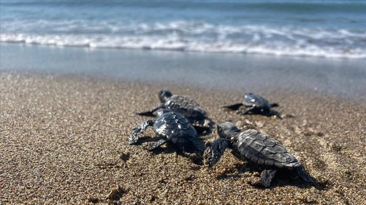 Mersin'de yumurtalarından çıkan deniz kaplumbağası yavruları suyla buluştu