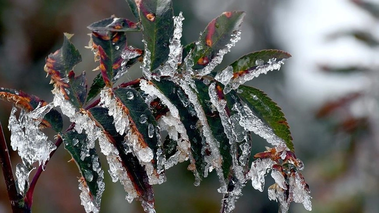 Meteorolojiden zirai don uyarısı