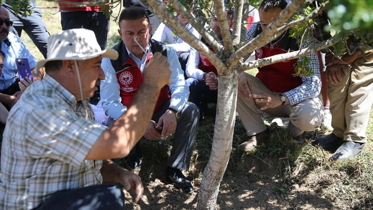 Muğla'da 10 yıl önce dikilen sakız ağaçlarında ilk hasat için çizim yapıldı