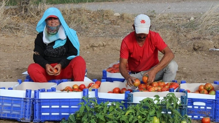 Muğla Datça'da güz domatesi hasadına başlandı