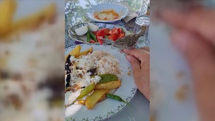 Muğla'da yavru serçe yemek yiyen kişinin tabağından ve elinden beslendi