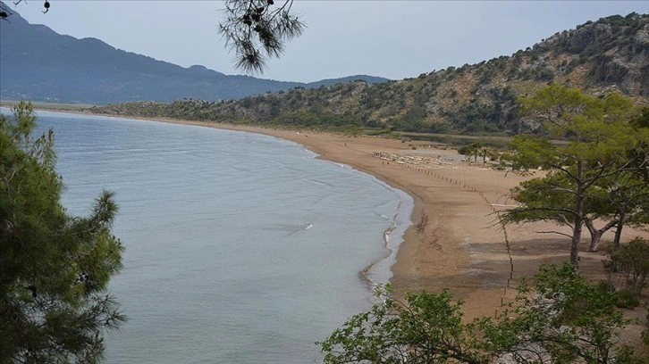 Muğla'daki İztuzu sahiline caretta carettalar yumurta bırakmaya başladı