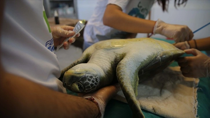 Muğla'daki merkezde 16 yılda 360 deniz kaplumbağası tedavi edildi