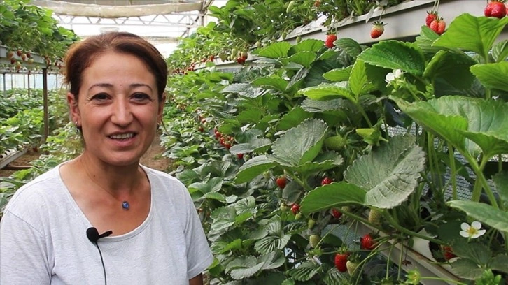 Muhasebeciliği bırakıp sera kuran kadın girişimci çilek üreticisi oldu