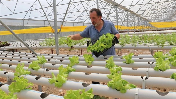 Mühendis kuzenler kurdukları serada topraksız tarımla marul üretiyor