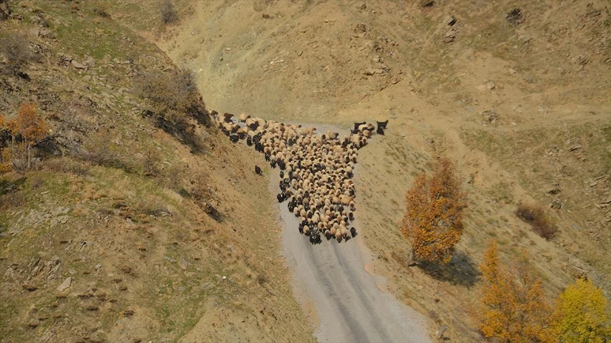 Muş'ta besicilerin sıcak bölgelere yolculuğu başladı