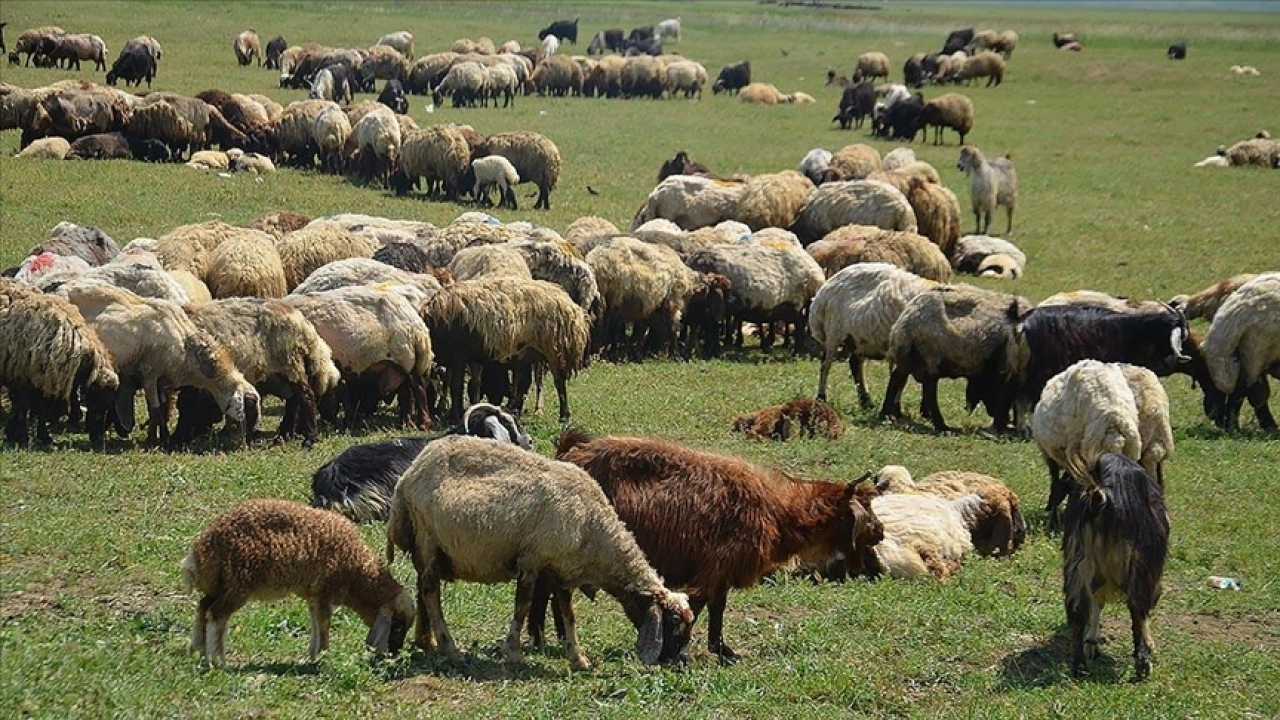 Muş'ta besicilerin yayla mesaisi başladı