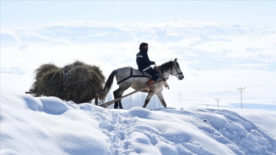 Muşlu besiciler atlı kızaklarla taşıdıkları otlarla hayvanlarını besliyor