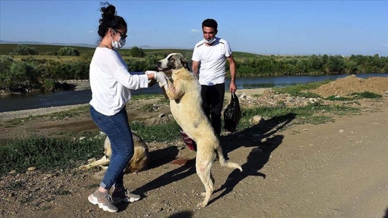 Muşlu gençler 10 yıldır sokak hayvanlarına gönüllü bakıcılık yapıyor