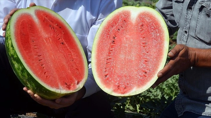 Muş'ta 102 bin ton karpuz hasat edilmesi bekleniyor