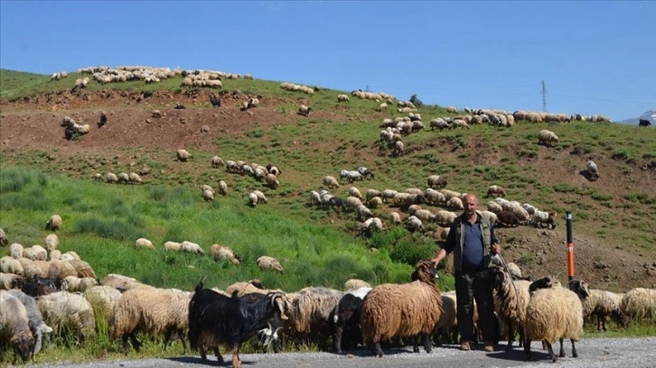 Muş'taki yaylalarda konaklayan göçerlerin süt sağım mesaisi başladı