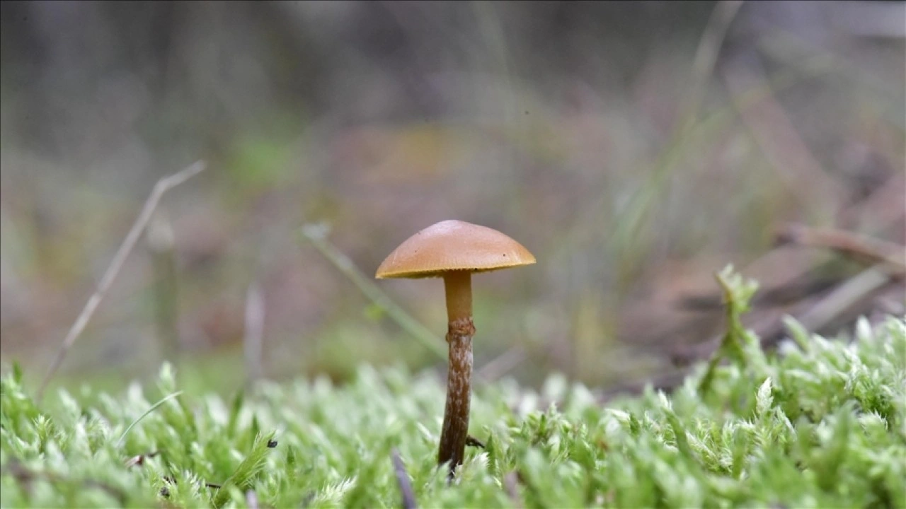Nallıhan'da tespit edilen 120 tür mantar yapay zekayla sınıflandırılıyor