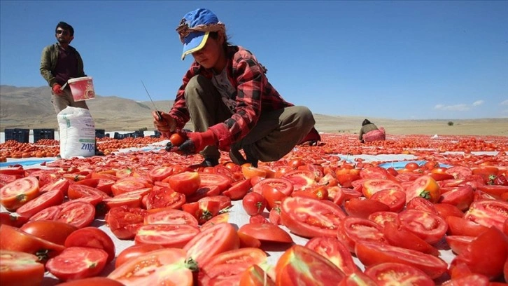 Nemrut Dağı eteklerinde üretilen domateslerin bir kısmı kurutularak ihraç edilecek