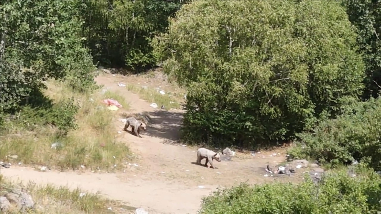 Nemrut Kalderası'ndaki bozayılar dronla görüntülendi
