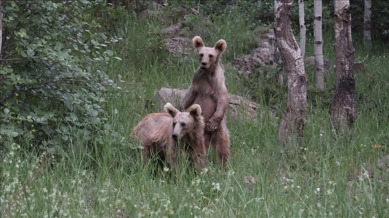 Nemrut Kalderası'ndaki bozayılar görenlerin ilgisini çekiyor