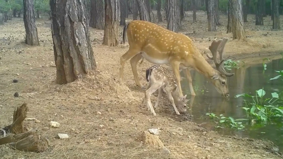 Nesli tehdit altındaki alageyik ve yavruları, su içerken fotokapanla görüntülendi