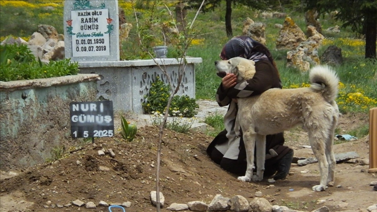 Nevşehir'de "Garip" adlı köpek, sahibinin mezarının başından ayrılmıyor