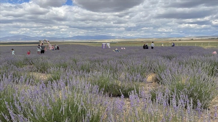 Niğde'deki 160 dönüme ekilen lavantalar çiçek açtı