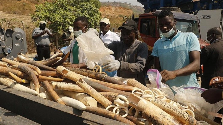 Nijerya'da 11,2 milyon dolar değerinde fildişi imha edildi