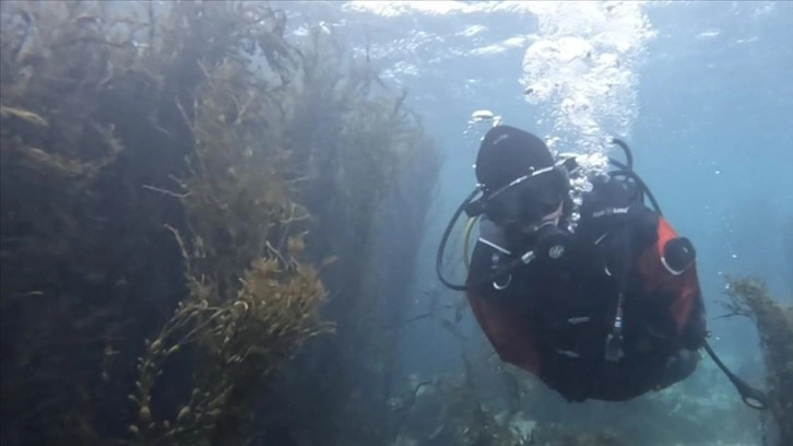Norveç'te dalış yapan akademisyen deniz kestanelerinin yosun ormanlarındaki istilasını görüntül