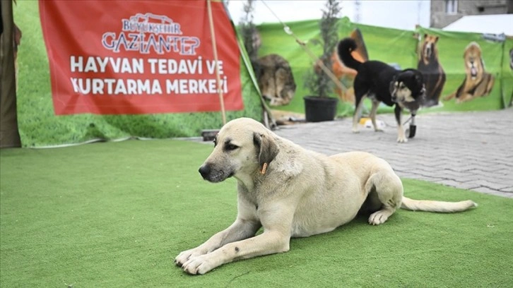 Nurdağı'nda yaralı hayvanlar çadırda kurulan merkezde tedavi ediliyor