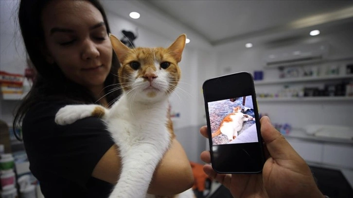 Obez kedi 'mide botoksu' ile zayıfladı