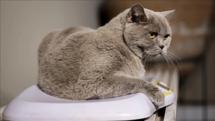 Obez kedi 
