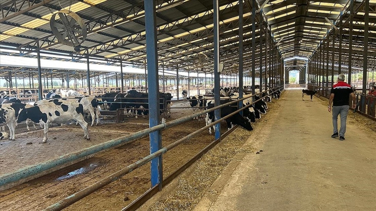 Ödemiş'te yangın sırasında kurtarılan 4 bin büyük ve küçükbaş hayvan sahiplerine teslim edildi