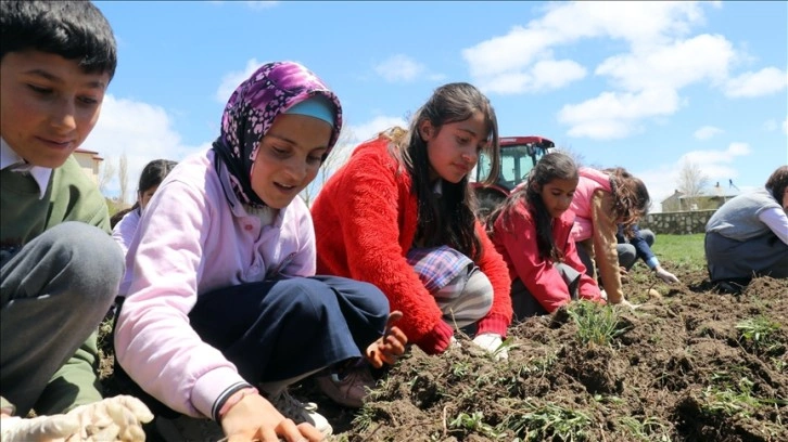 Öğrencilere tarımı öğretmek için Ağrı'da okul arazileri bostana dönüştürülüyor