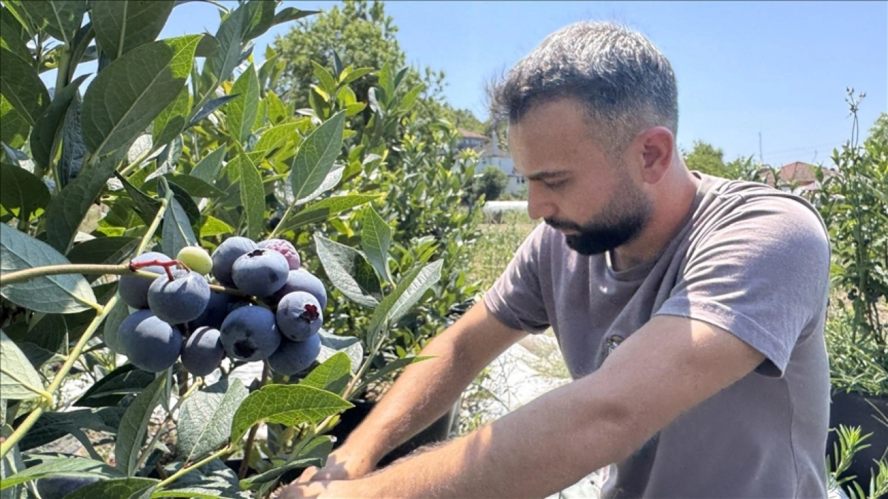 Öğrencilik yıllarında tadından etkilendiği yaban mersininin üreticisi oldu