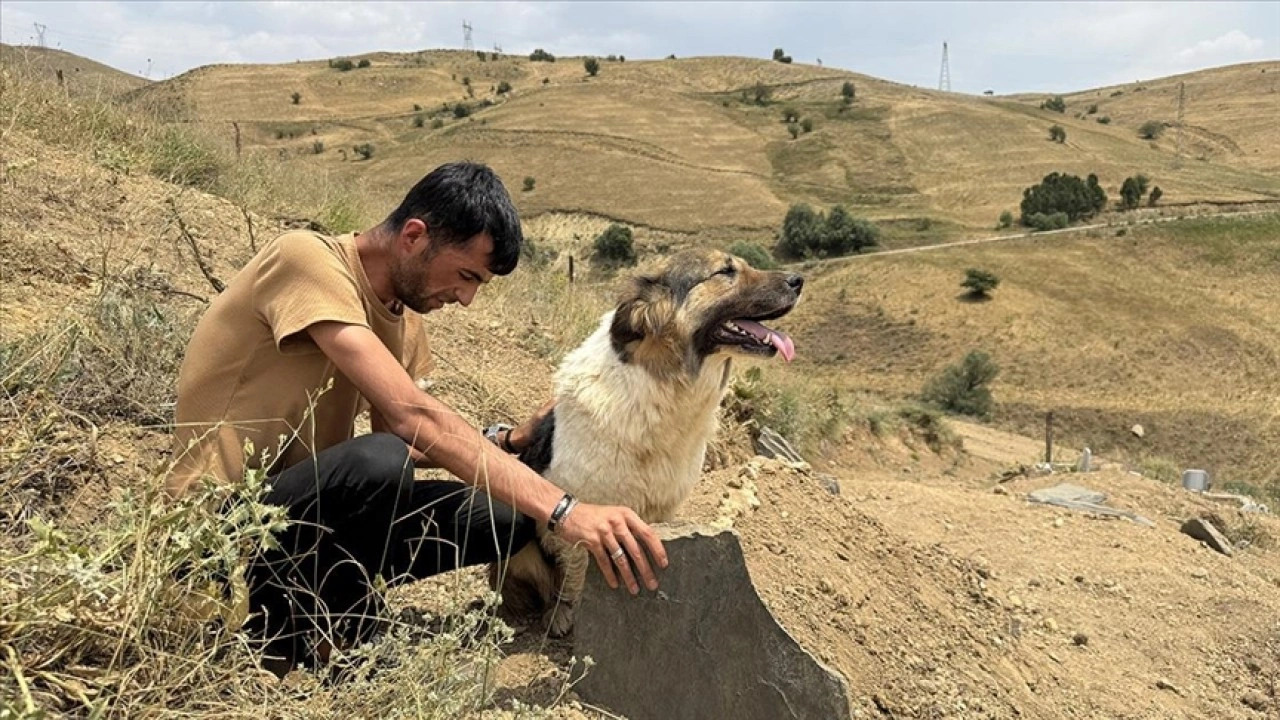 Ölen sahibinin mezarı başından ayrılmayan köpek görenleri hüzünlendirdi