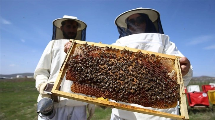 Olumlu hava şartları Bingöllü arıcıları yüksek verim için umutlandırdı