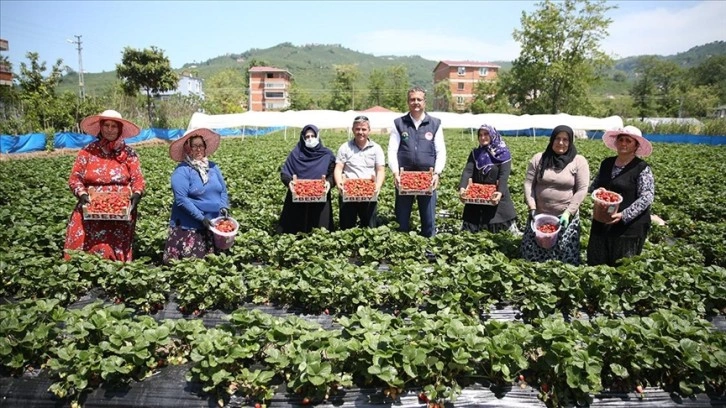 Ordu'da çilek üretimi yaklaşık 5 kat arttı