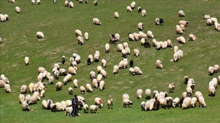 Ordulu çobanların 4 gün sürecek yayla yolculuğu başladı