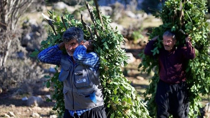 Orman köylülerine sağlanan desteklerle ilgili düzenleme yapıldı