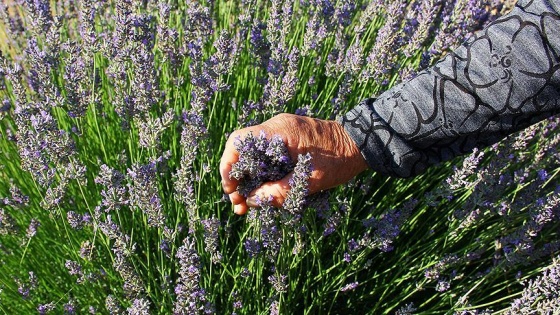 Orman köylüsünün yeni gelir kaynağı lavanta