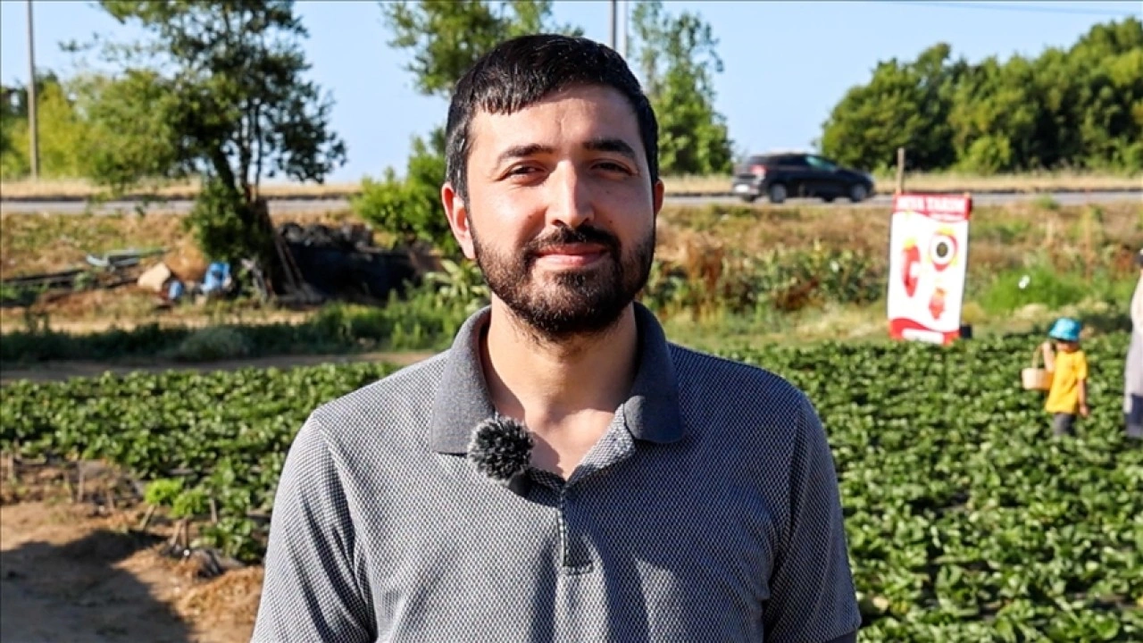 Otomasyon mühendisi, babasına yardım amacıyla başladığı çiftçilikte organik çilek üretiyor