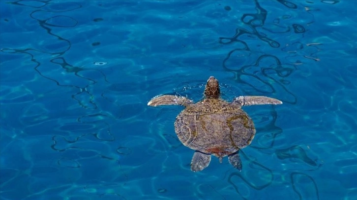 Özel Çevre Koruma Bölgeleri'ndeki tedbirlerle deniz kaplumbağalarının yuva sayısı arttı