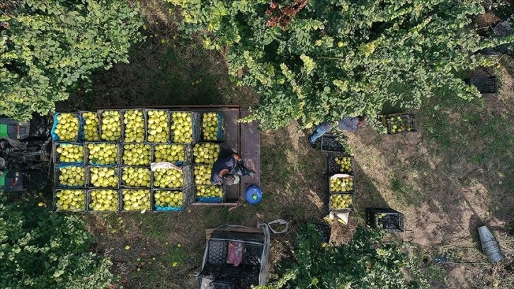 Pamukova'da ayva üreticileri yüksek rekolte beklentisiyle hasat mesaisinde