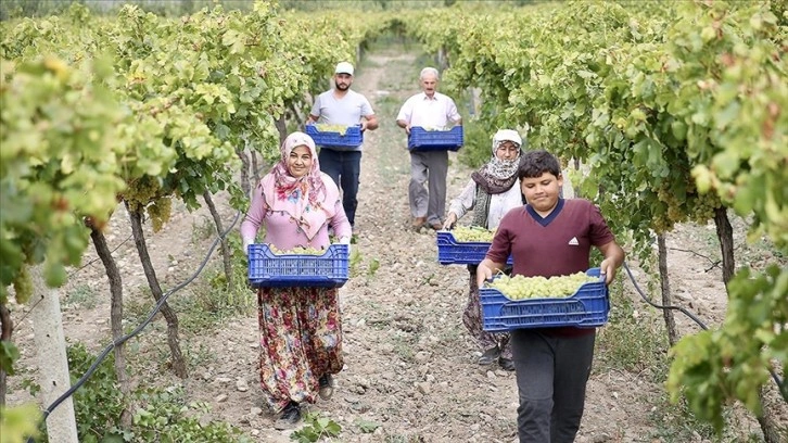 Pamukova'da hasadına başlanan üzümden 45 bin ton rekolte bekleniyor