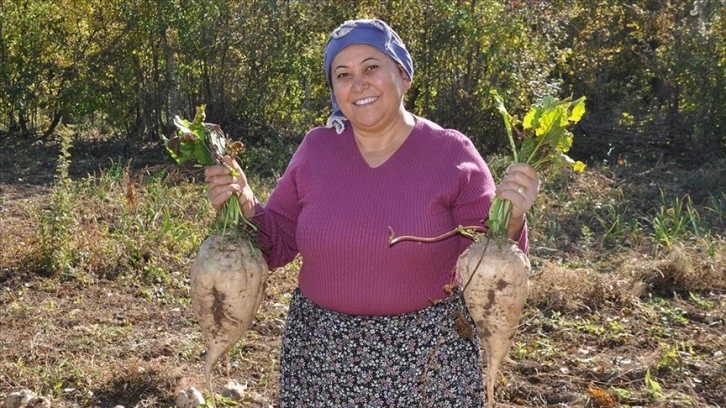 Pancar pekmezinin tarladan sofraya lezzet yolculuğu