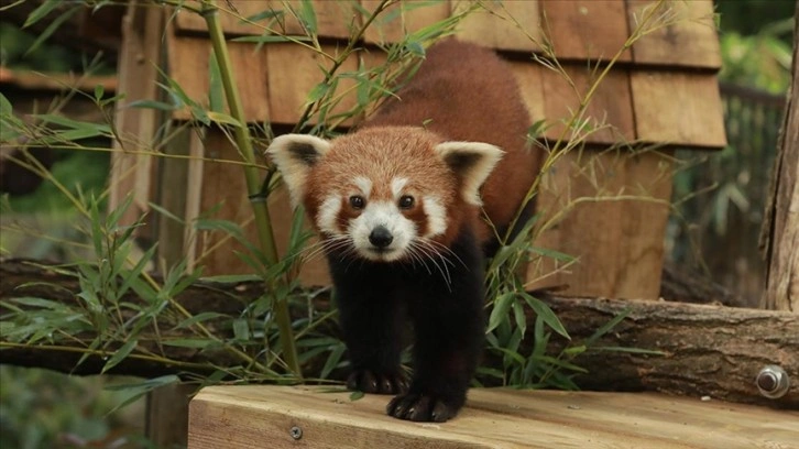 Paris'teki hayvanat bahçesi, nesli tükenme tehlikesi altındaki kızıl pandaya yuva oldu