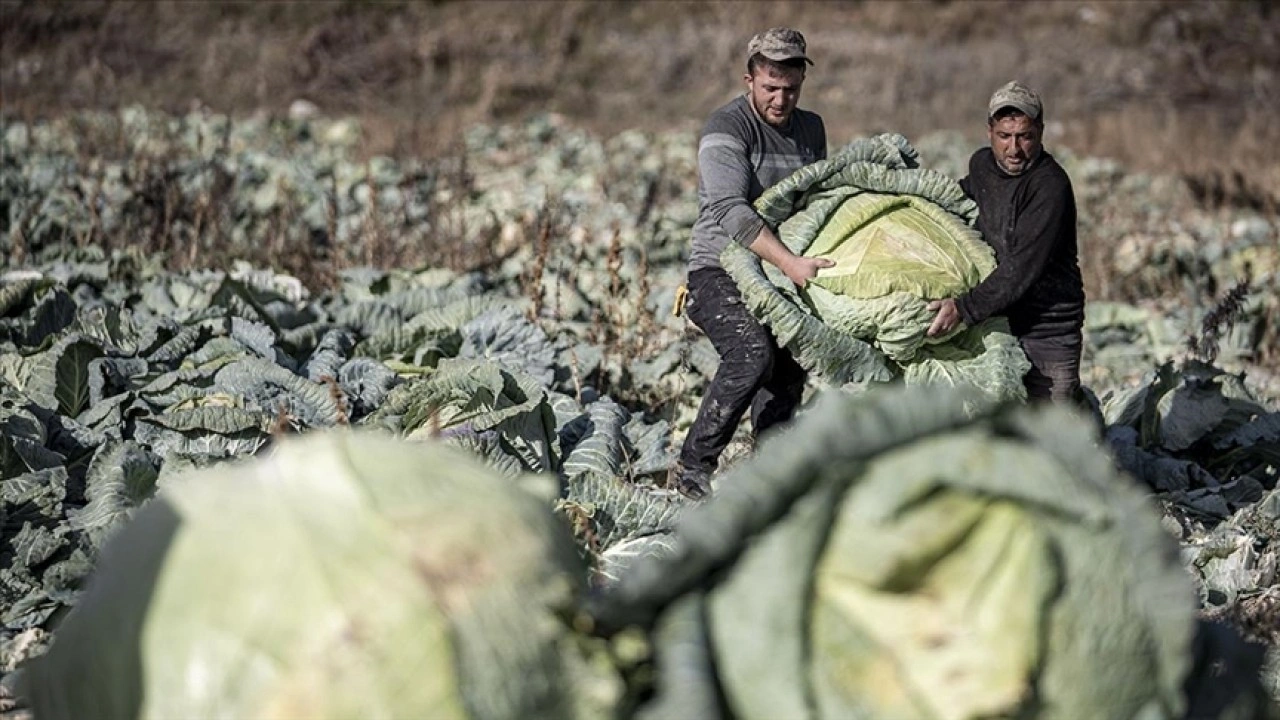 Pasinler Ovası'nda "ata tohumlarla" üretilen lahanalar üreticinin yüzünü güldürdü