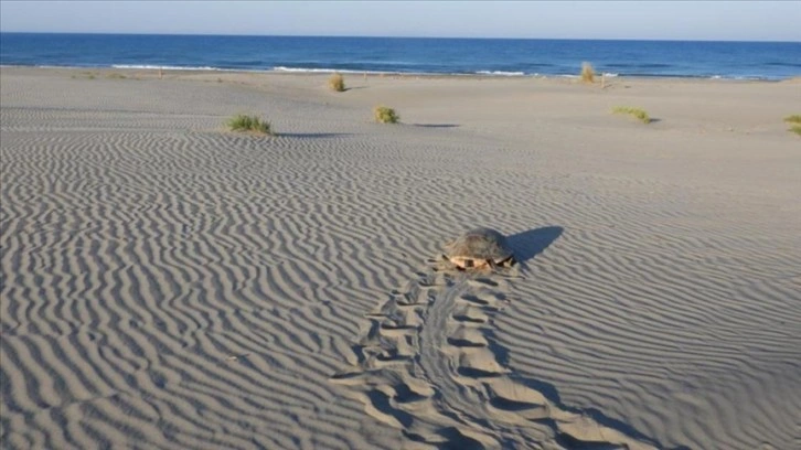 Patara kumsalında denize dönemeyen caretta carettayı gönüllüler kurtardı