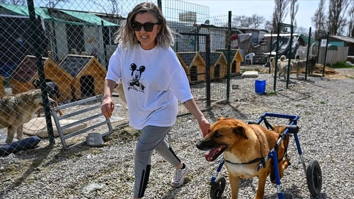 PATİKO'nun oluşturduğu yaşam alanıyla 400 köpek yuvaya kavuştu