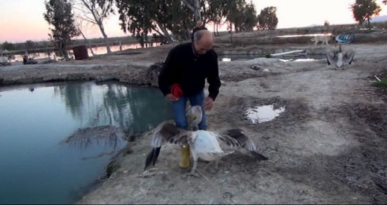 Pelikan ile sahibinin dostluğu kıskandırıyor