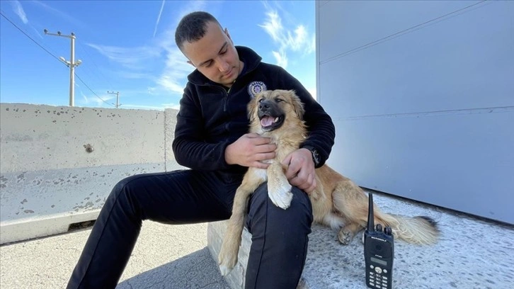 Polislerin yaralı bulduğu köpek, uygulama noktasının 'Şeker'i oldu